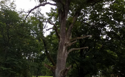 3_Gelgaudiskio dvaro azuolas Nr. 2 (1)_r1.jpg